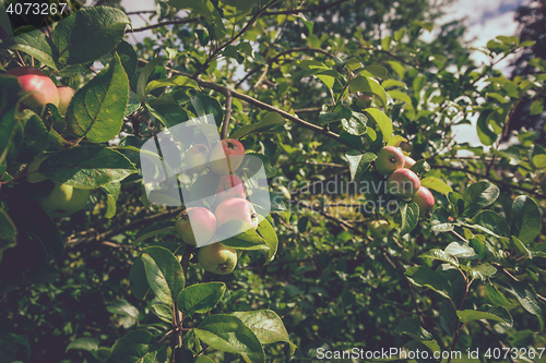 Image of Apples on a green tree in a garden