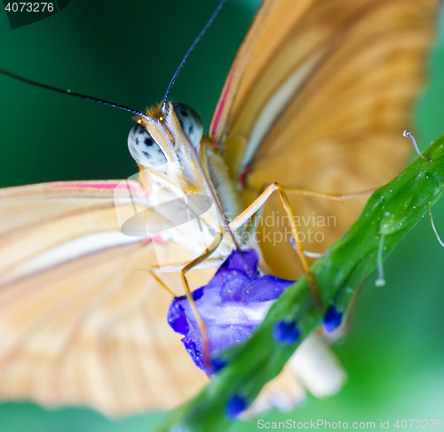 Image of Yellow butterfly on blue flower