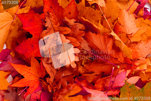 Image of atumumn leaves background