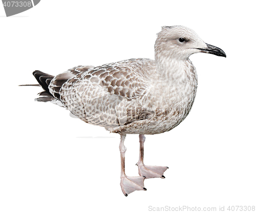 Image of Juvenile European Herring Gull