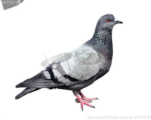 Image of Feral Grey Pigeon