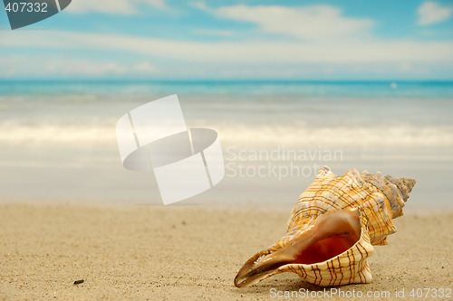 Image of Conch shell on beach