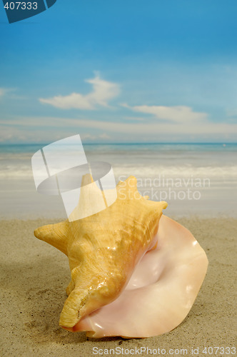 Image of Conch on beach