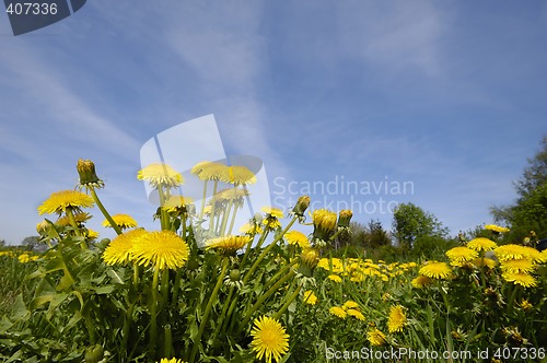 Image of Dandelion flowers in nature