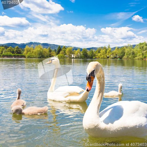 Image of Swans with nestlings in Ljubljana.