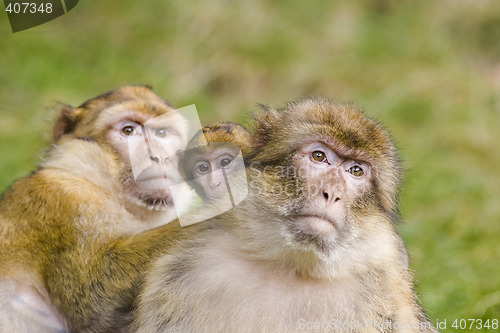 Image of Two monkeys with baby