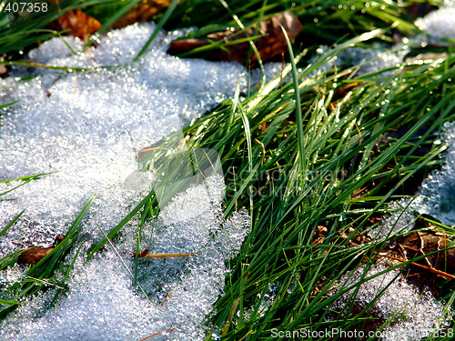 Image of Snow on grass