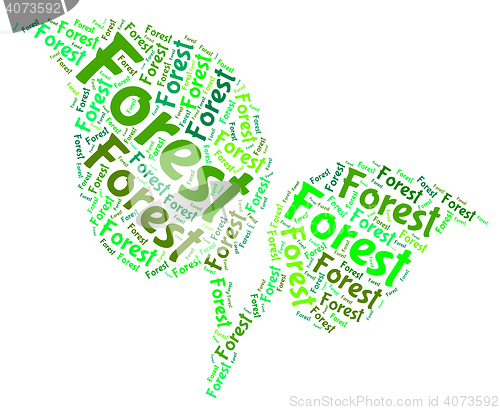 Image of Forest Word Indicates Forested Woodlands And Forestation