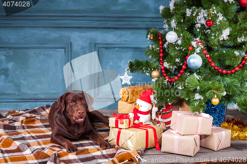 Image of The black labrador retriever sitting with gifts on Christmas decorations background
