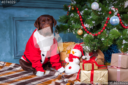 Image of The black labrador retriever sitting with gifts on Christmas decorations background