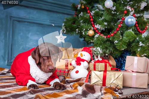 Image of The black labrador retriever sitting with gifts on Christmas decorations background