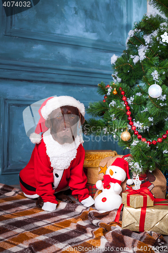 Image of The black labrador retriever sitting with gifts on Christmas decorations background