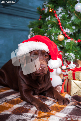 Image of The black labrador retriever sitting with gifts on Christmas decorations background