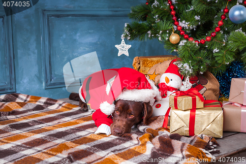 Image of The black labrador retriever lying with gifts on Christmas decorations background