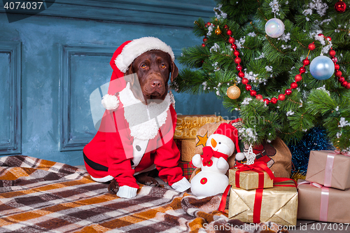 Image of The black labrador retriever sitting with gifts on Christmas decorations background