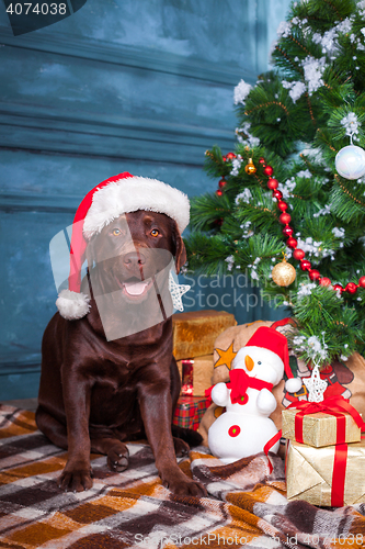 Image of The black labrador retriever sitting with gifts on Christmas decorations background