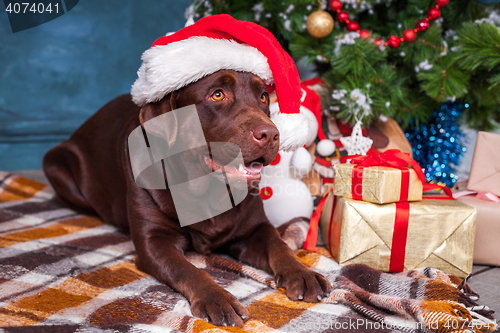 Image of The black labrador retriever sitting with gifts on Christmas decorations background