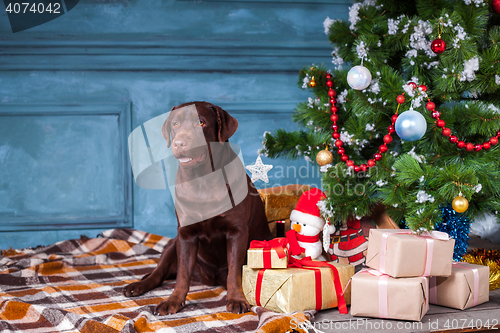 Image of The black labrador retriever sitting with gifts on Christmas decorations background