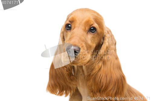 Image of Beautiful young cocker spaniel