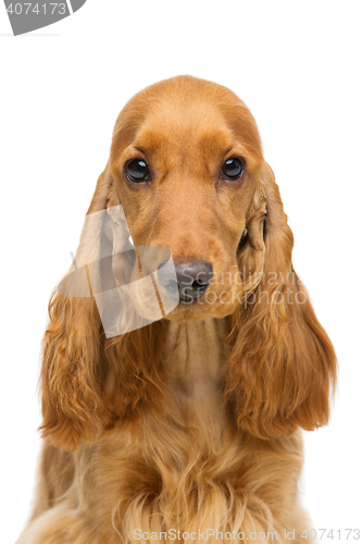 Image of Beautiful young cocker spaniel