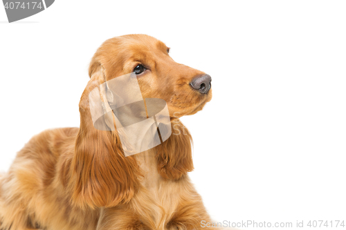 Image of Beautiful young cocker spaniel