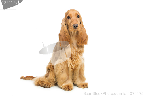 Image of Beautiful English Cocker Spaniel