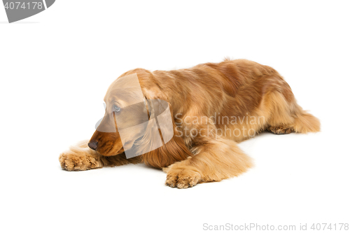 Image of Beautiful English Cocker Spaniel