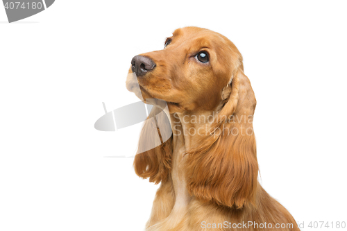 Image of Beautiful young cocker spaniel