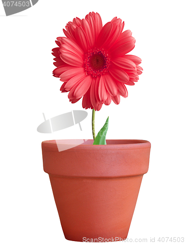 Image of flower in pot isolated 