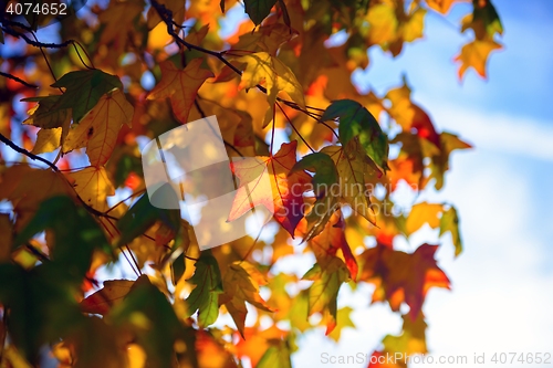 Image of Colorful autumn leaves