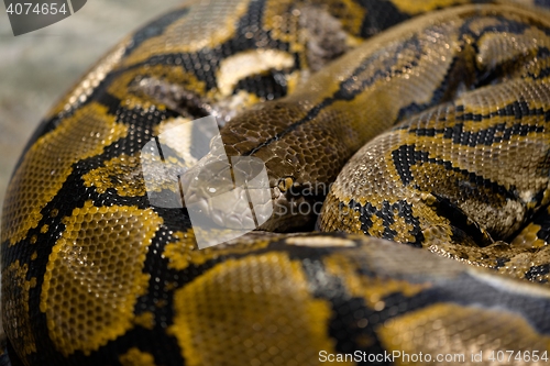 Image of Large python sleeping