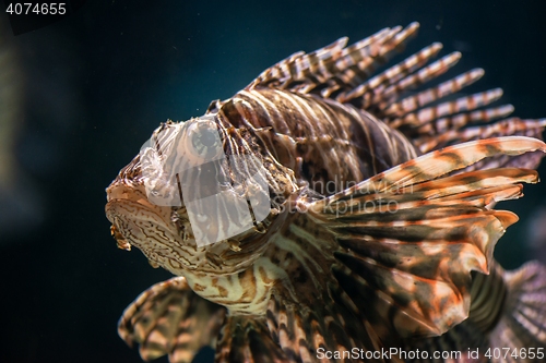 Image of Colorful tropical fish