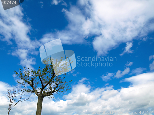 Image of Lonely trees