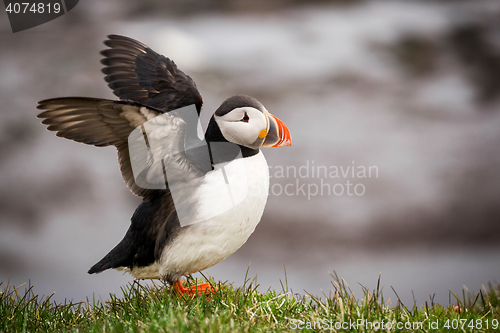 Image of Atlantic Puffin