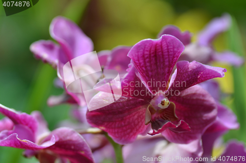 Image of Beautiful purple orchid, phalaenopsis.