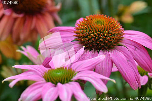 Image of Daily flower in the Garden in the bay ,Singapore