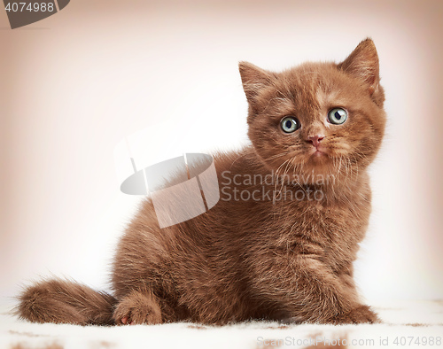 Image of brown british short hair kitten