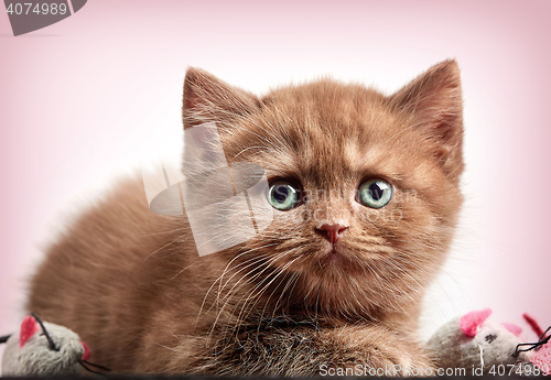 Image of brown british short hair kitten