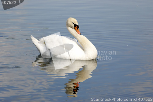 Image of Swan