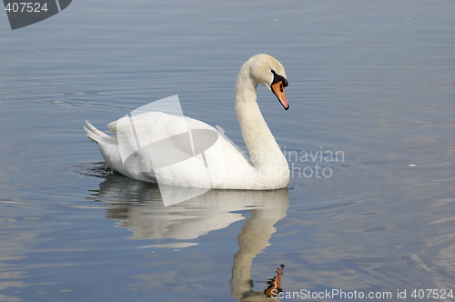 Image of Swan