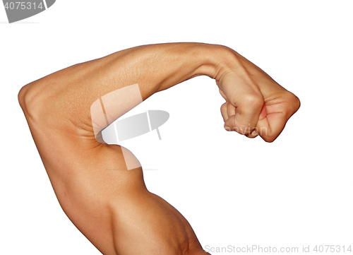 Image of Biceps