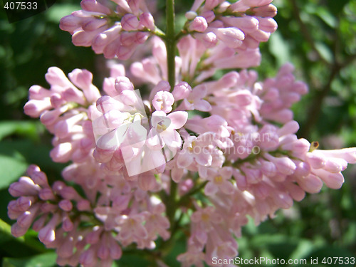 Image of Pink lilac