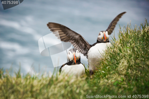 Image of Atlantic Puffins