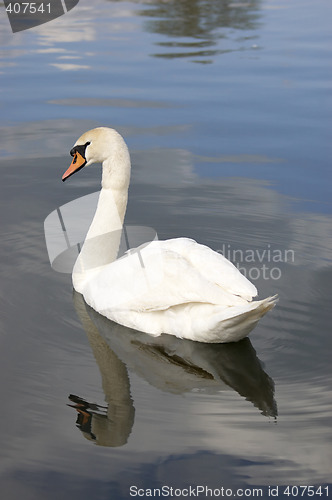 Image of Swan