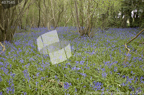 Image of Bluebell  woods