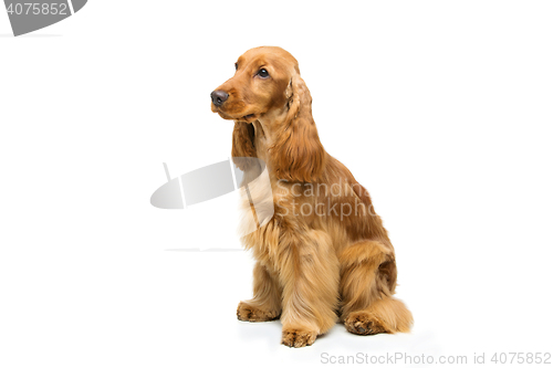 Image of Beautiful English Cocker Spaniel