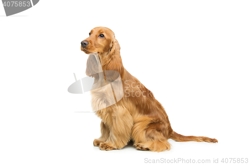 Image of Beautiful English Cocker Spaniel