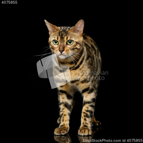 Image of Beautiful bengal cat