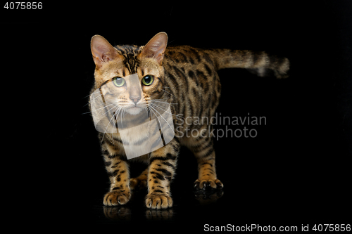 Image of Beautiful bengal cat