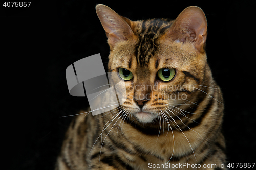 Image of Beautiful bengal cat